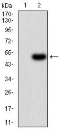 Renalase Antibody (1C11E8) - BSA Free, Novus Biologicals:Antibodies:Primary